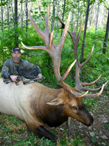 Vancouver Island Elk