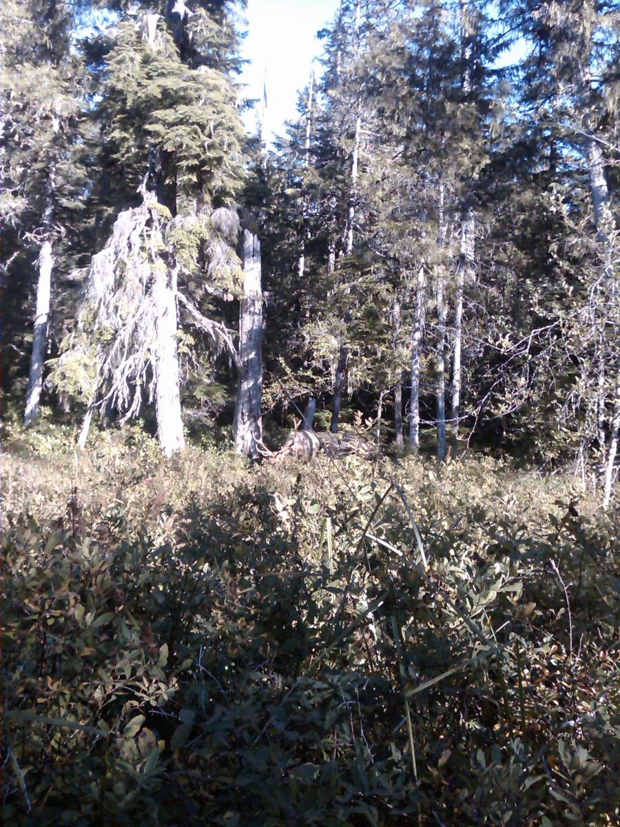 elk
