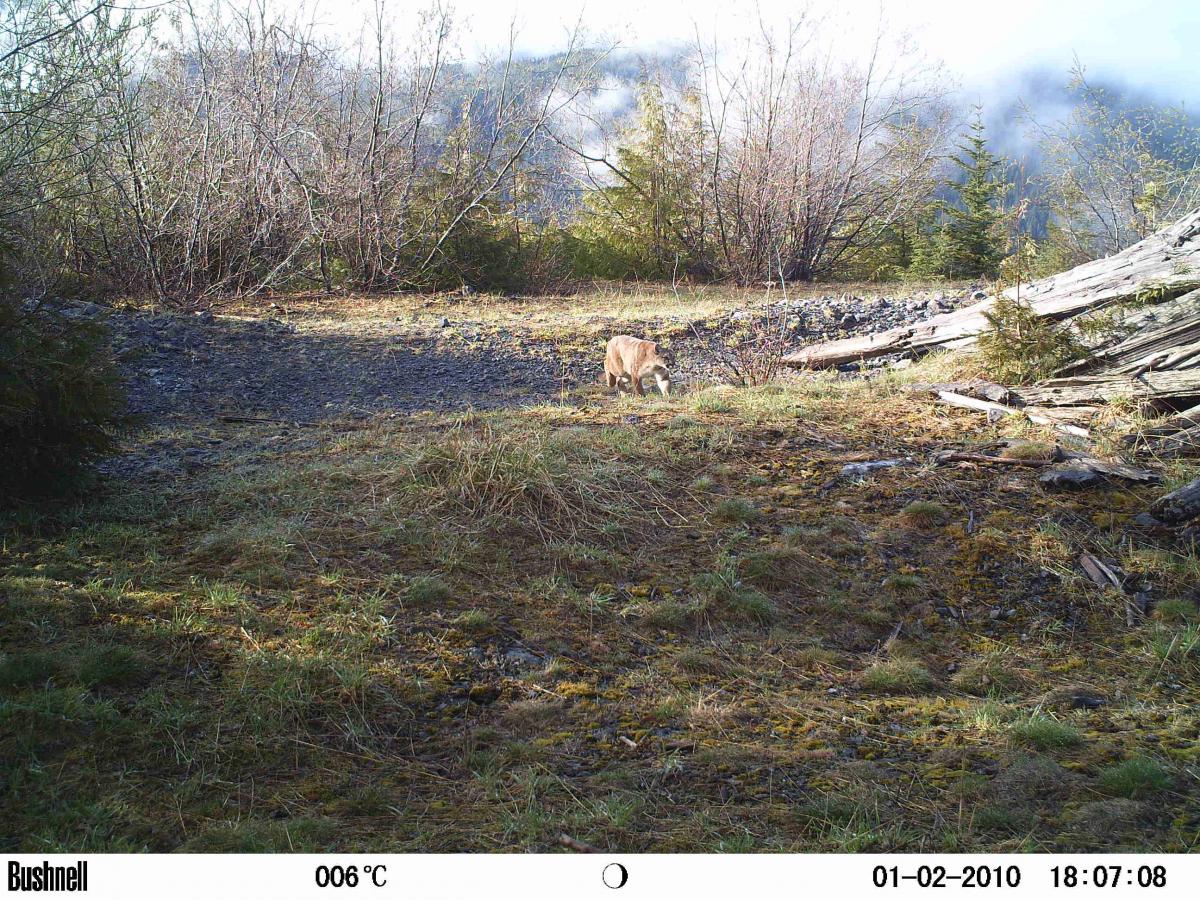 cougar