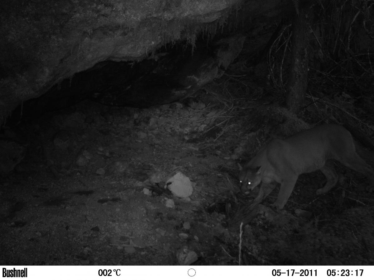 cougar