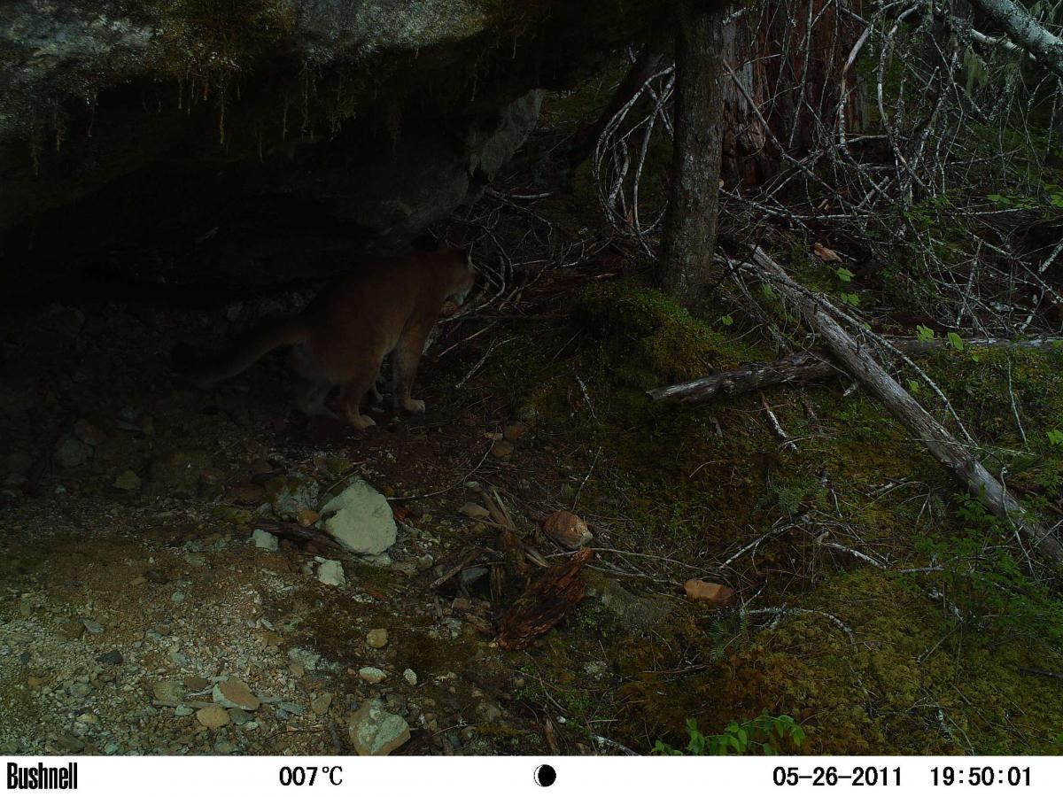 cougar