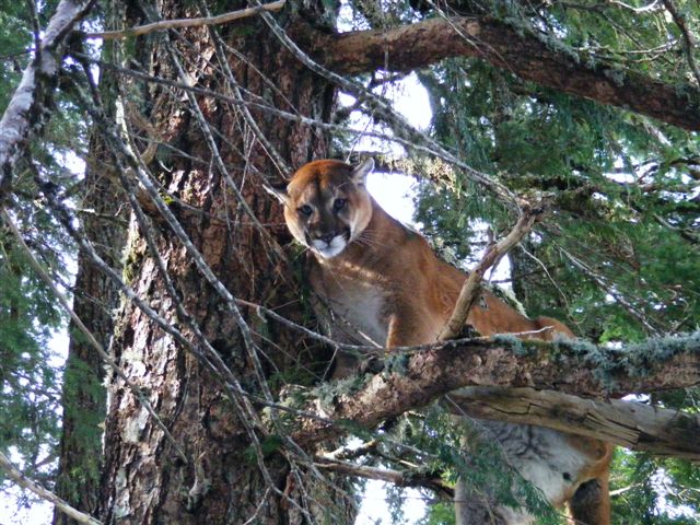 cougar