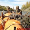 Rocky Mtn Elk on the river