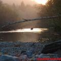 Fall bear fishing for salmon