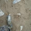 Huge Island Bear track.