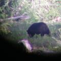 The largest bear I know of alive today "Goliath" we will get him next season!
