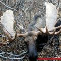 Canadian Moose