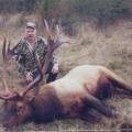 Roosevelt Elk