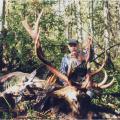 Roosevelt Elk