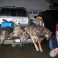 Wolf hunting
